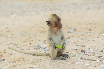 Crab-eating macaque.