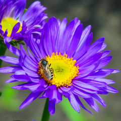 Астра альпийская (Aster alpinus). Пчела собирает нектар с цветущей Астры