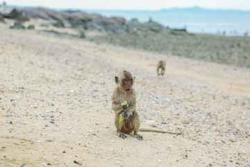 Fototapeta premium Crab-eating macaque.