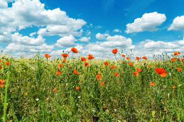 red poppies in green field under sky with clouds