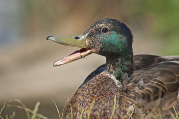 kaczor