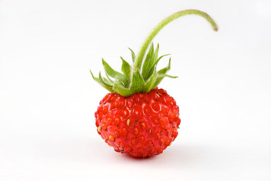 Wild Strawberry On A White Background Close-up