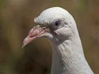 gołąb