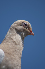 gołąb
