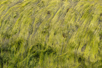 Seaweed
