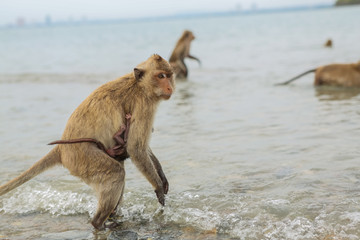 Crab-eating macaque.