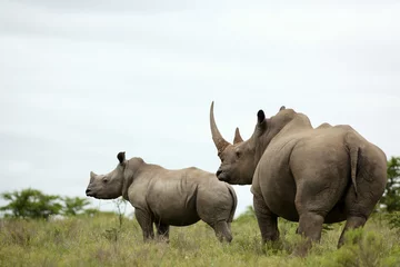 Photo sur Plexiglas Rhinocéros Un gros plan d& 39 une femelle rhinocéros / rhinocéros et son veau. Montrant sa belle corne. Protéger son mollet. Afrique du Sud