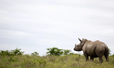 Crédence de cuisine en verre imprimé Rhinocéros Un jeune jeune rhinocéros blanc isolé / rhinocéros dans cette image prise en Afrique du Sud