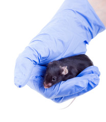 Laboratory black mouse sits in the hand of the scientist