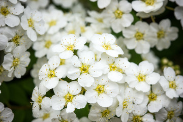 White flowers on a tree - spring background.