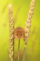 A little harvest mouse climbing on some wheat