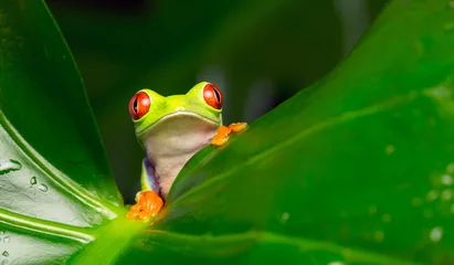 Wall murals Frog Hello! red eyed tree frog on a leaf looking at the camera