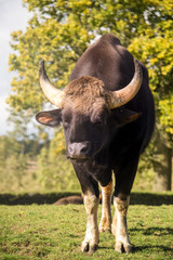 Gaur or indian bison