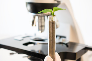 Genetically modified seedling, growing in a laboratory tube, on microscope. Concept for biotechnology