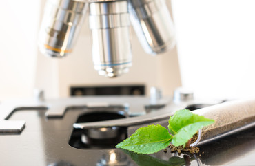 Genetically modified seedling, growing in a laboratory tube, on microscope. Concept for biotechnology