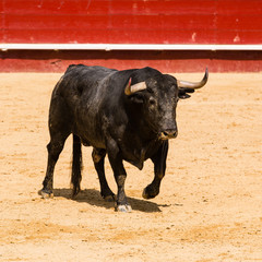 Toro Bravo Español