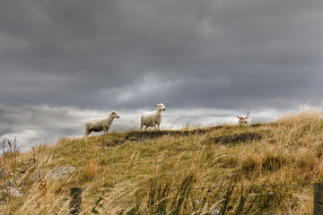Three sheep on a hilly farm as a storm is about to break