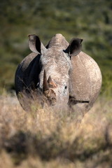 A white rhino / rhinoceros grazing in an open field in South Africa