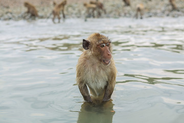 Swimming crab-eating macaques.