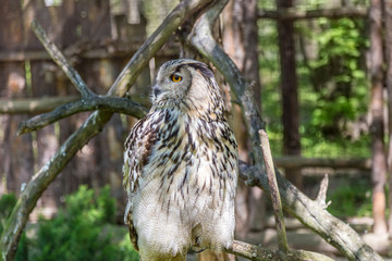 Eagle Owl (Bubo bubo) looking in a habitat