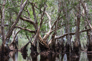 Wetland forest