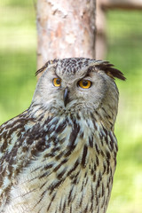 Eagle Owl (Bubo bubo)