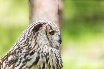 Eagle Owl (Bubo bubo) looking sideways.
