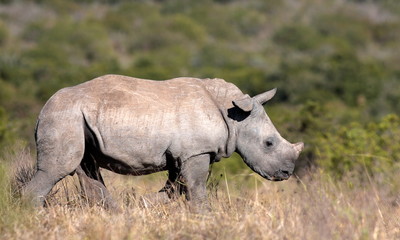 A young isolated young white rhino / rhinoceros in this image taken in South Africa