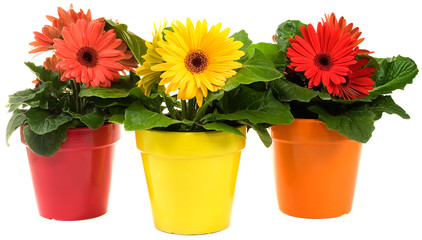 Group of Gerbera Daisies in three pots isolated on white background