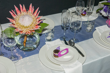 Single protea flower display