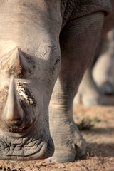 Une photo en gros plan d& 39 un visage, d& 39 une corne et d& 39 un œil de rhinocéros blanc / rhinocéros en voie de disparition.