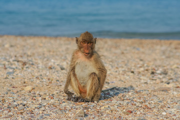 Monkey on the shore.