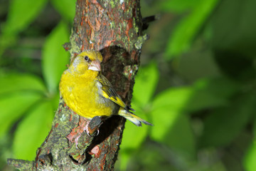 dzwoniec © Janusz Lipiński