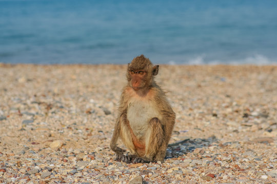 Monkey on the shore.