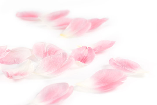 Delicate Tulip Petals on white background as floral design element. © Denise Torres