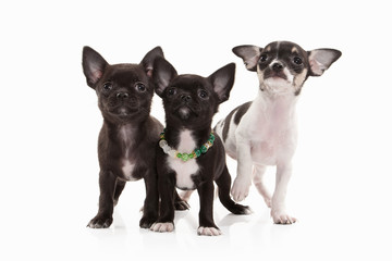 Dogs. Three Chihuahua puppies isolated on white