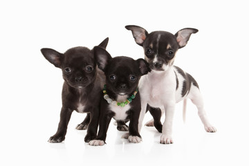 Dogs. Three Chihuahua puppies isolated on white