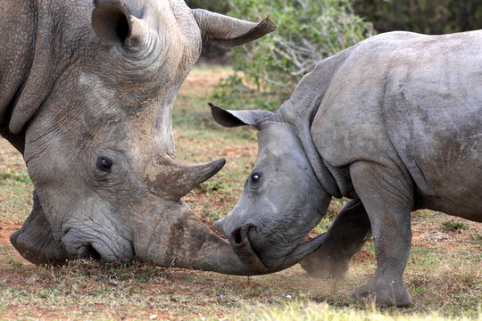 A close up of a female rhino / rhinoceros and her calf. Showing off her beautiful horn and teaching her calf to protect herself. South Africa