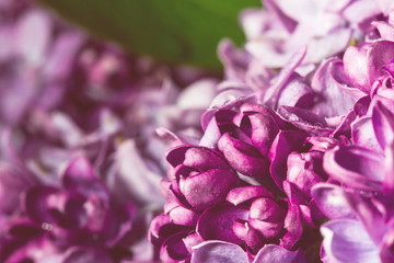 Obraz premium Lilac pink flowers texture.