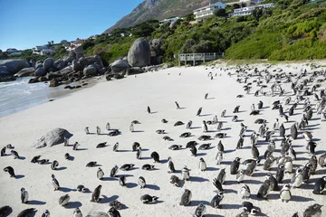 Cercles muraux Pingouin African penguins in Boulders beach
