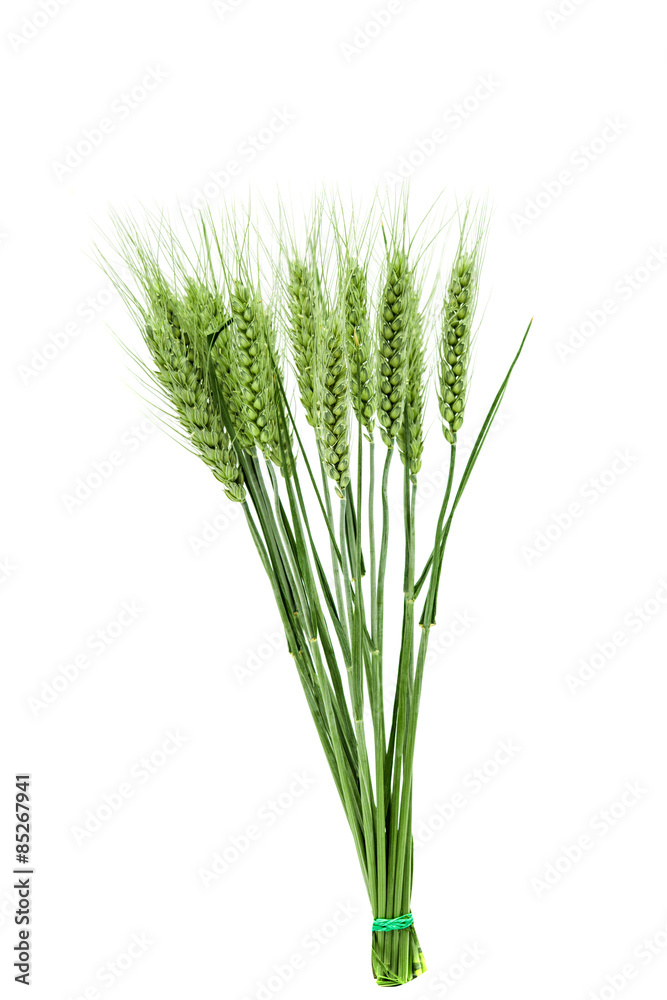 Poster green ears of wheat