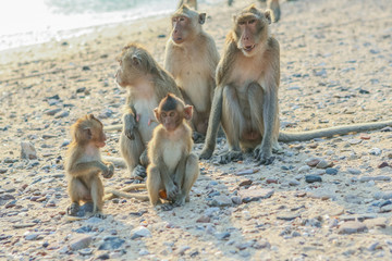 Naklejka premium Monkey's family on the shore.