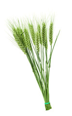 green ears of wheat