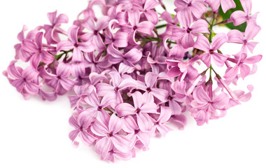 Fototapeta na wymiar Stem of Lilac Blossoms on white background. 