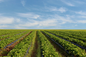 Fototapeta na wymiar strawberry field