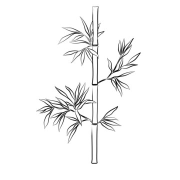 Bamboo branches isolated on the white background.