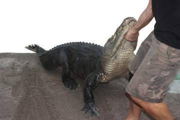 Naklejka premium Person performing a stunt with alligator