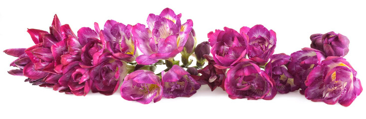 Purple Freesia Border isolated on white background as floral design element. 