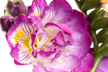 Lovely Fragrant Purple Freesia!