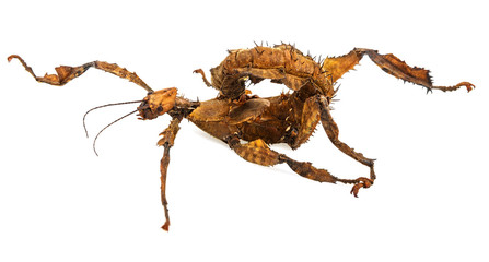 Extatosoma tiaratum tiaratum - spiny leaf insect